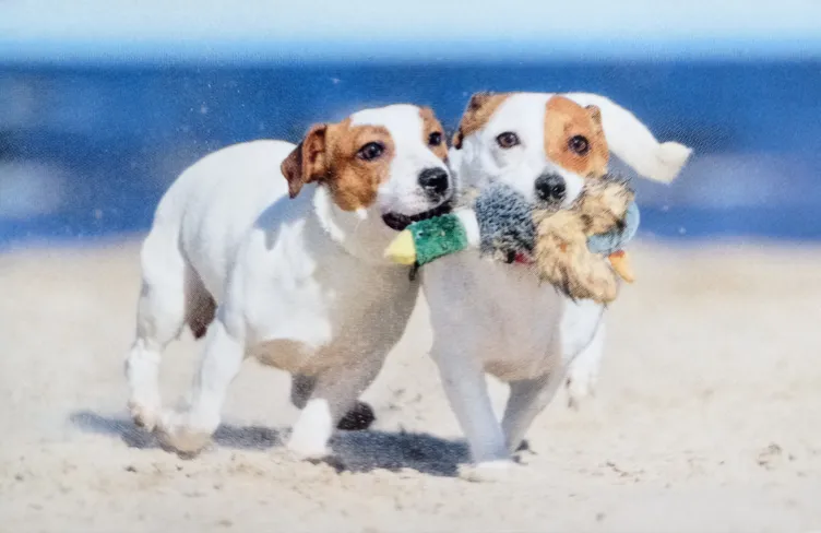 Reisekrankheiten beim Hund – Urlaub in südlichen Ländern